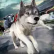 Icon of program: Wolf Simulator 2016 . Pro…