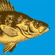Icon of program: WI Fish ID
