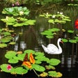 Icon of program: Butterflies Ponds Screens…