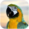 Icon of program: Parrot Live Wallpaper