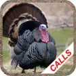 Icon of program: Turkey Hunting Calls -