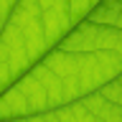 Icon of program: LeafBoy