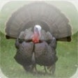 Icon of program: Trophy Tom