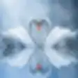 Icon of program: Swan Love Animated Wallpa…