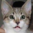 Icon of program: Talking Cat