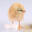 Icono de programa: Happy Chick