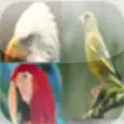 Icon of program: Birds Sound Effects