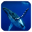 Icono de programa: Whale 3D. Video wallpaper