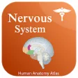 Icon of program: Nervous System Anatomy - …