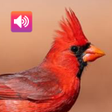 Icon of program: Cardinal bird sounds