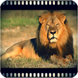 Icon of program: Wild animals documentarie…