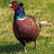Icon of program: Pheasant Sounds - Rington…