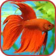 Icon of program: Aquarium Fish Freshwater …