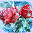 Icon of program: Roses Snow Winter Live wa…