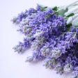 Icon of program: Medicinal Plants Collecti…