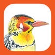 Icon of program: eGuide to Birds of East A…
