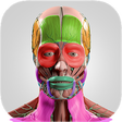 Icono de programa: Anatomy Cards Anatomicus