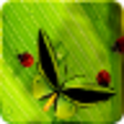 Icono de programa: Friendly Bugs Live Wallpa…