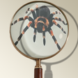 Icon of program: Magnifying Glass Realisti…