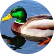 Icon of program: Duck Hunting Calls