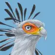 Icon of program: Roberts Bird Guide 2