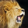 Icon of program: Animal Chatter - Fun Anim…
