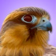 Icon of program: iBird Pro Guide to Birds