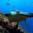 Icon of program: Sea Turtle. Live wallpape…