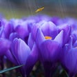 Icon of program: Crocus Screensaver