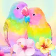 Icon of program: 3D Cute Colorful Lovebird…