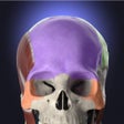 Icon of program: Anatomyka
