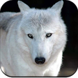 Icono de programa: Wolf Wallpaper 4K