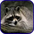 Icon of program: Raccoon Wallpaper