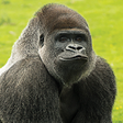 Icon of program: Flying Gorilla 2 (Early A…