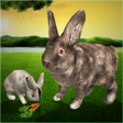 Icon of program: Ultimate Rabbit Simulator