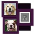 Icon of program: Dog Breeds Most Look Like…