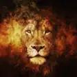 Icon of program: Amazing Lions Wallpapers