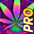 Icon of program: Psychedelic Marijuana Liv…