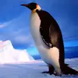 Icon of program: Penguins Jigsaw Puzzles