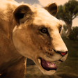 Icon of program: Ultimate Lioness Simulato…
