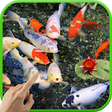 Icon of program: Koi Garden Live Wallpaper