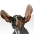 Icon of program: Basset Hounds - Hound Dog…