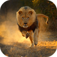 Icon of program: Real Lion Simulator 2017