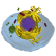 Icon of program: The Cell