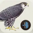 Icon of program: Birds of Northern Europe