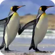 Icon of program: Penguin Wallpaper