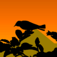 Icon of program: Paradise Birds Screensave…