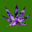 Icon of program: Zamalia