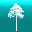 Icon of program: Arboreal - Height of tree
