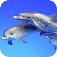 Icon of program: Dolphins Video Live Wallp…